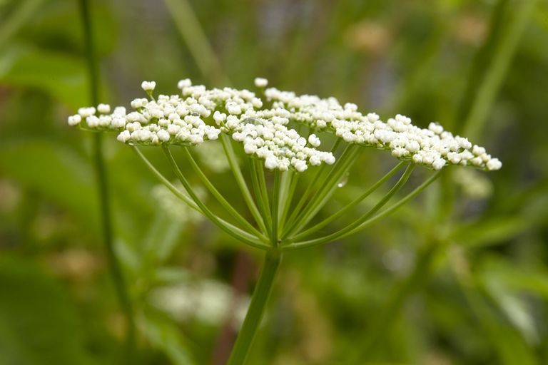 botaniska trädgården, uppsala, Uppsala Botanical Garden, wild flowers, vildablommor