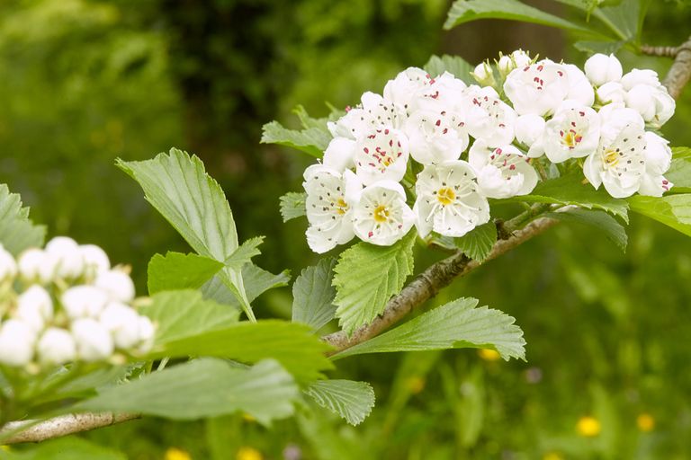 Westonbirt Arboretum, National Aboretum, Forestry Commission England, Hawthorn, Crataegus punctata