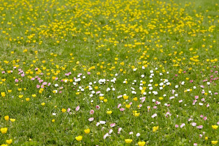 Uppsala Gardens, uppsala, Uppsala Botaniska trädgården