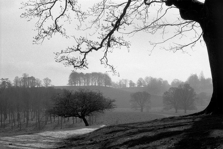 Petworth Park Walks, Petworth House and Park National Trust, South Downs