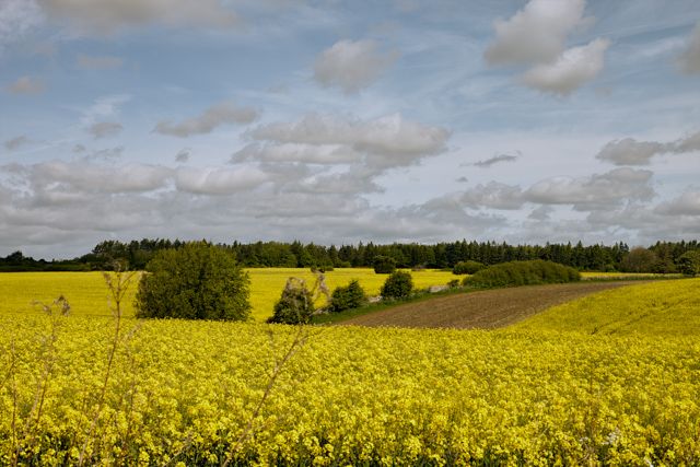 Rapeseed, Fossecross, canola, field, rapeseed oil health benefits