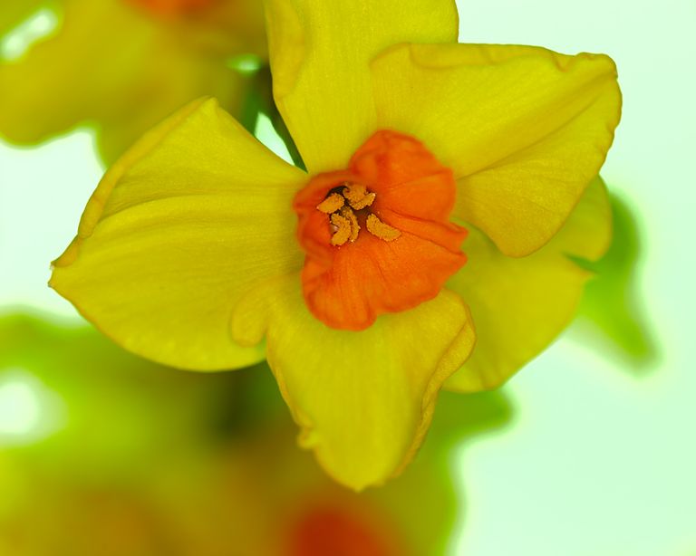 Happy Mother's Day, daffodil, flower