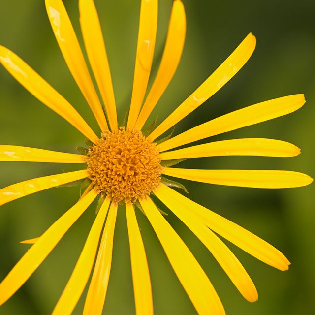 Doronicum cataractarum, carl linnaeus, Sturzbach-Gämswurz